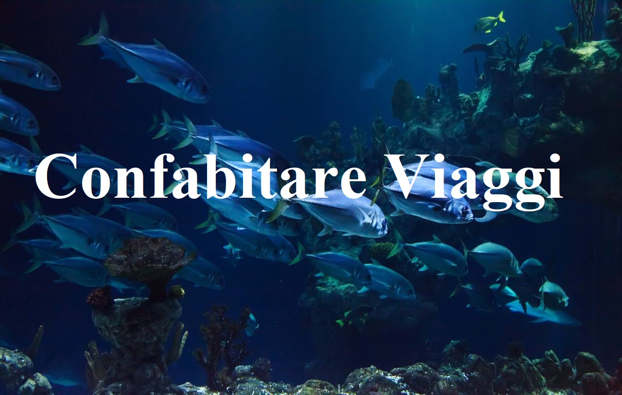 Confabitare Viaggi